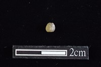 藏品(陶珠)的圖片