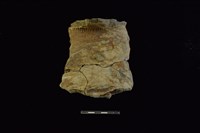 藏品(陶罐)的圖片