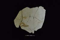 藏品(陶片)的圖片