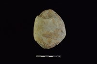 藏品(石鎚)的圖片