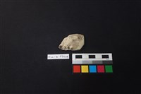 藏品(陶片)的圖片