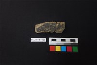 藏品(陶片)的圖片