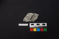 藏品(陶片)的圖片