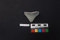 藏品(陶片)的圖片