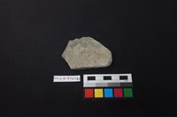 藏品(陶片)的圖片