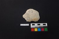 藏品(陶片)的圖片