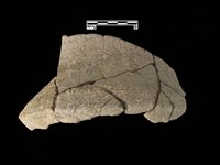 藏品(陶片)的圖片