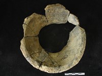 藏品(陶片)的圖片