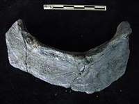 藏品(陶片)的圖片