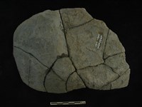 藏品(陶片)的圖片