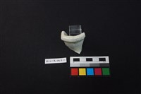 藏品(瓷片)的圖片