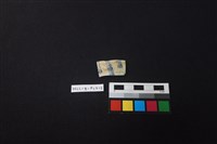 藏品(瓷片)的圖片