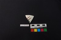 藏品(瓷片)的圖片