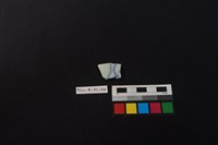 藏品(瓷片)的圖片