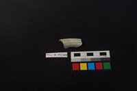 藏品(瓷片)的圖片