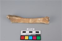 藏品(獸骨)的圖片