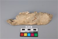 藏品(獸骨)的圖片