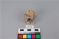 藏品(獸骨)的圖片