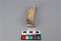 藏品(獸骨)的圖片