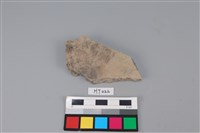 藏品(陶片)的圖片