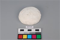 藏品(獸骨)的圖片