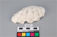 藏品(獸骨)的圖片