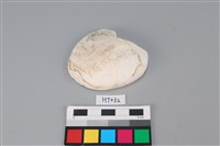 藏品(獸骨)的圖片