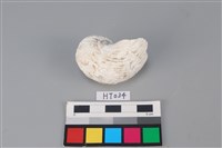 藏品(獸骨)的圖片