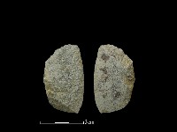 藏品(錛鑿形器)的圖片