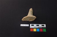 藏品(陶片)的圖片