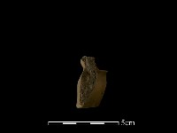 藏品(陶片)的圖片