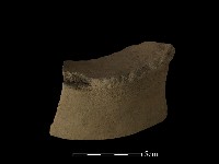 藏品(陶片)的圖片