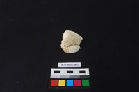 藏品(貝刮器)的圖片