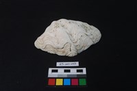 藏品(貝殼)的圖片