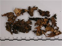 藏品(網脊兜衣)的圖片