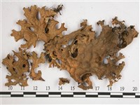 藏品(吉本氏兜衣)的圖片