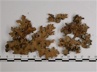 藏品(東方兜衣)的圖片