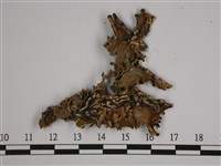 藏品(針芽兜衣)的圖片
