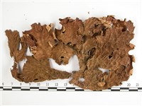 藏品(叉狀針芽兜衣)的圖片