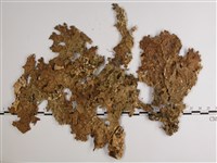 藏品(樹棲兜衣)的圖片