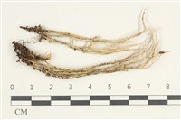 藏品(粗皮石蕊)的圖片