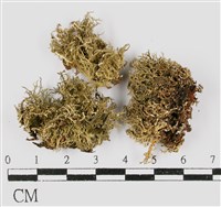藏品(台灣球粉衣)的圖片