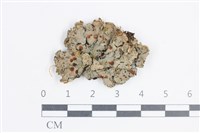 藏品(環紋瓦衣)的圖片