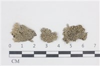 藏品(扁平黑囊基衣)的圖片