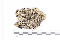 藏品(日本雪花衣)的圖片