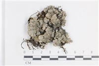 藏品(粗瓦衣)的圖片