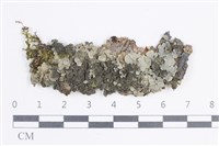 藏品(粗瓦衣)的圖片