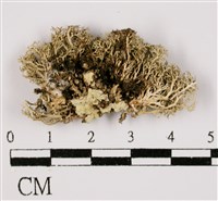 藏品(台灣球粉衣)的圖片