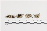 藏品(日本雪花衣)的圖片