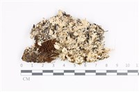 藏品(日本雪花衣)的圖片